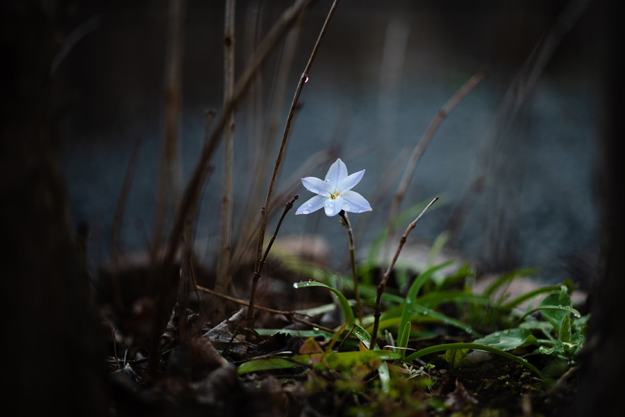 冷たくても咲く花